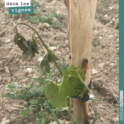 Les plantations souffrent de la sécheresse. Arrosage obligatoire !