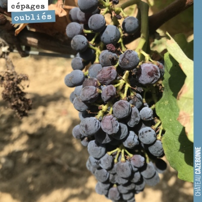 La sécheresse fait des dégâts sur les jeunes vignes pas encore bien enracinées. Ici une grappe de...