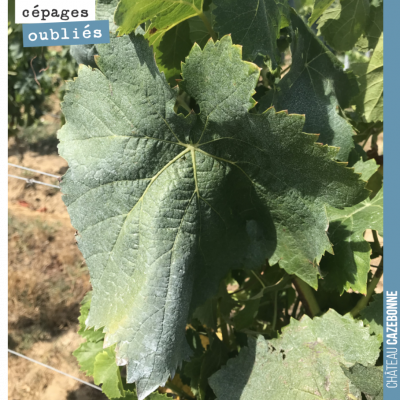 Feuille caractéristique de Bouchalès. On attaque les vendanges demain avec notre magnifique terro...