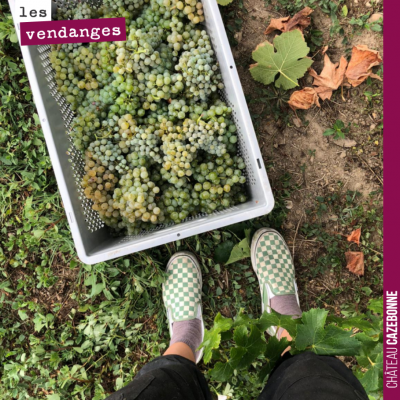 C'est parti pour les vendanges. On a fini ce matin la récolte de notre parcelle de Bouché. Une pa...