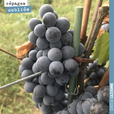 La Mérille nous surprend à la veille des vendanges. Elle a été une des premières à souffrir de l'...