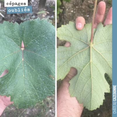 Continuer à prospecter de vieilles parcelles pendant les vendanges pour identifier et goûter de v...