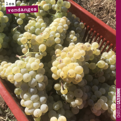 On a rentré hier Prueras, Blanc Auba et Blanc vert. Trois cépages que l'on va avoir plaisir à vin...