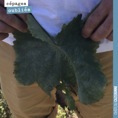 Étonnante feuille de Bouchalès, autrefois très utile, en des temps reculés, à des fins vestimenta...