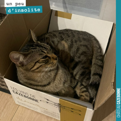 Décidément, les chats aiment les cartons de Cazebonne. Merci Alix pour la photo !
