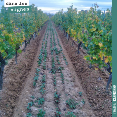 Buttage d'automne pour nos vignes. Elles sont maintenant prêtes à passer l'hiver ! Les couverts v...