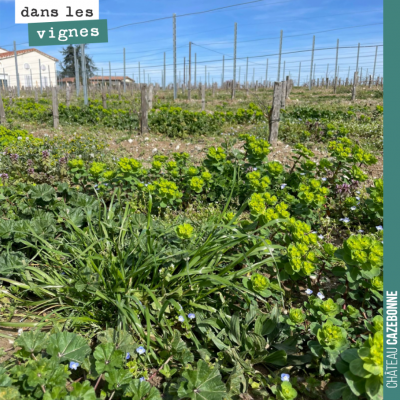 Euphorbe, Véronique… La vie reprend son cours dans les vignes.