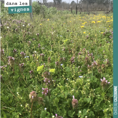 Dans nos vignes de Peyrous, la biodiversité est au rendez vous. Ces parcelles sont en Bio depuis ...