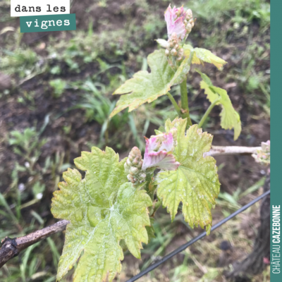 La vie suit son cours dans la vigne. On voit apparaître quelques mannes, promesses de récolte.