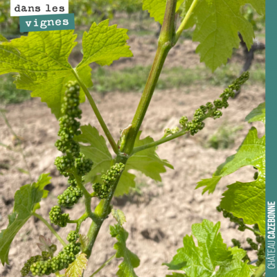 Speedy Cabernet Franc. Cela pousse très très vite ! 16 centimètres en une semaine. Et la sortie e...