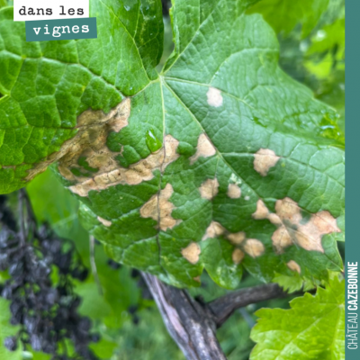 Sur une feuille abandonnée juste à côté de l'une de nos parcelles, le blackrot est bien là avec c...