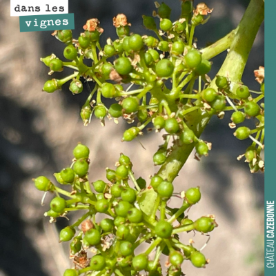 La floraison se termine sur nombre de cépages précoces. Ici sur cabernet franc. C'est le stade de...