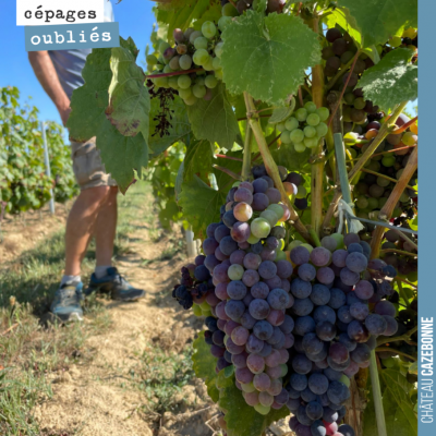 La mérille termine sa véraison. Les grappes largement épargnées par le mildiou.