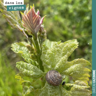 Ces petits escargots peuvent faire du dégât. Ils raffolent des jeunes feuilles et laissent tiges ...