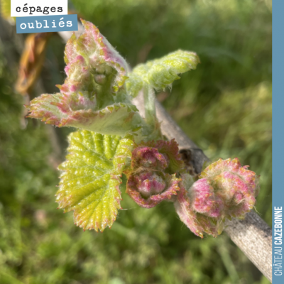 Le Saint-Macaire était un cépage autrefois décrié. Il faut dire que les vignerons avait un peu tr...