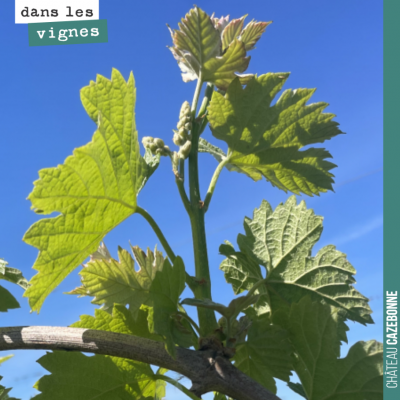 La pousse est rapide, très rapide sur les vignes (ici sur une jeune vigne de merlot). La sortie e...