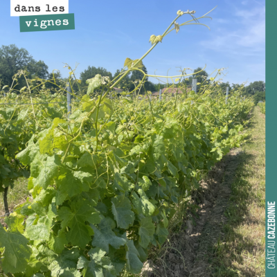 Comme toutes les semaines, on fait un tour complet des vignes pour vérifier que la situation est ...