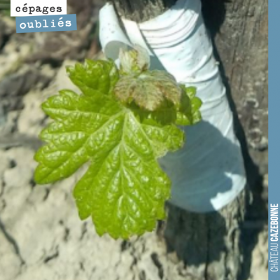 Notre travail sur le patrimoine des cépages oubliés de Bordeaux continue. Surgreffage cette année...