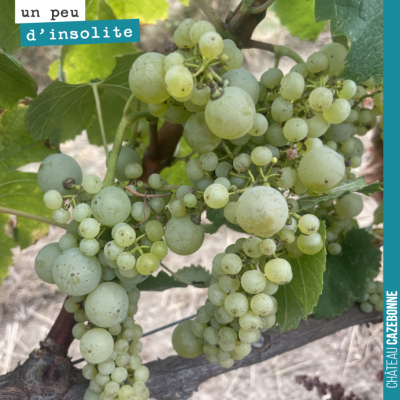 Sur ce pied de sémillon, toutes les grappes ressemblent à cela. Des gros grains, des plus petits…...