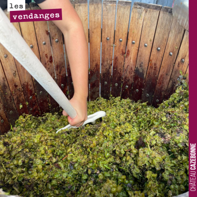 27 août : on a attaqué les vendanges de blancs. Peu de volumes, les baies sont minuscules. La fau...