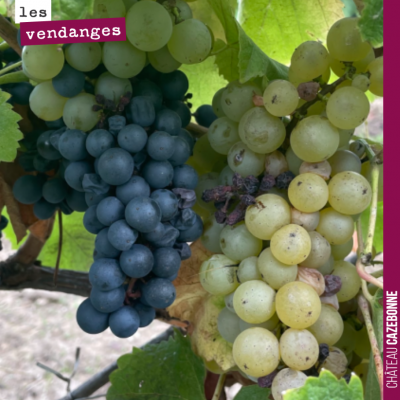 Du Castets et du Sémillon sur un même pied de vigne. Comment est ce possible ? Nous avons sur-gre...