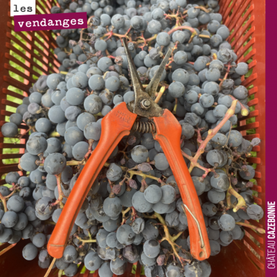 Les vendanges s'approchent de la fin. La semaine prochaine, il nous restera à rentrer les cépages...