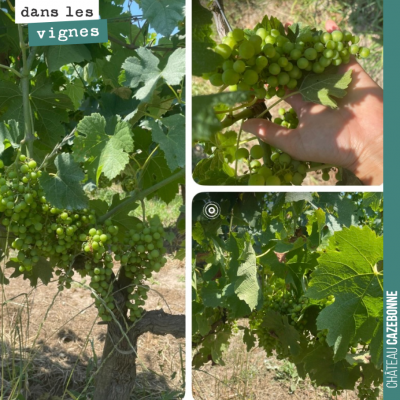 Il fait chaud, très chaud dans les vignes. 40 degrés annoncés pour dimanche et lundi. Mais la vig...